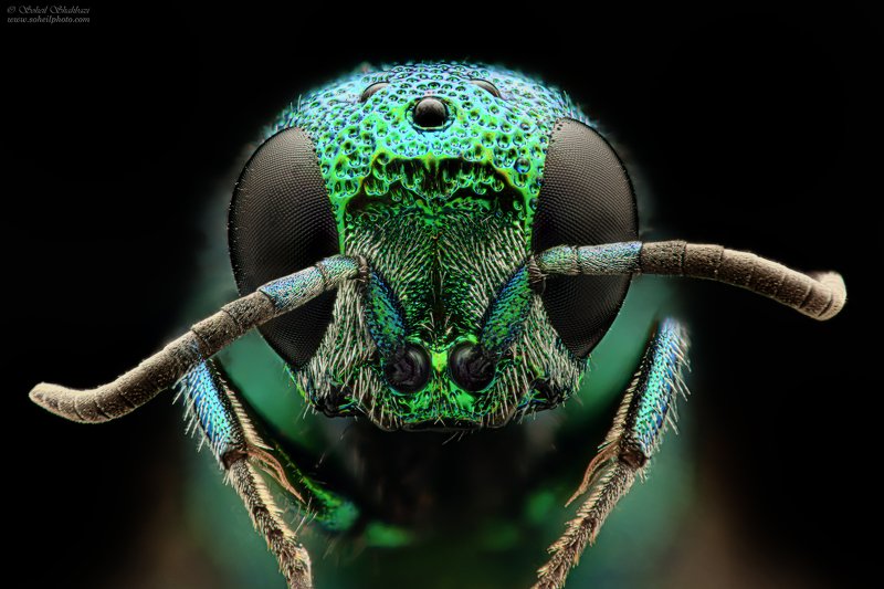 macro,macro photography, soheil shahbazi,insect,wasp cuckoo wasp фото превью