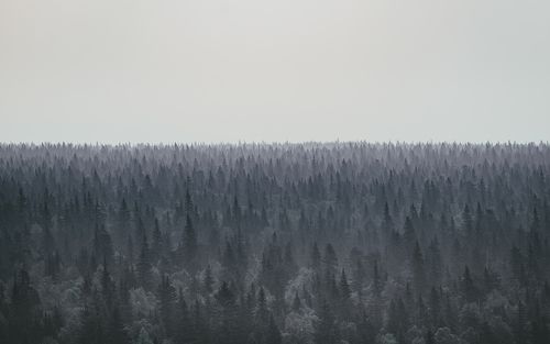 Forest Space