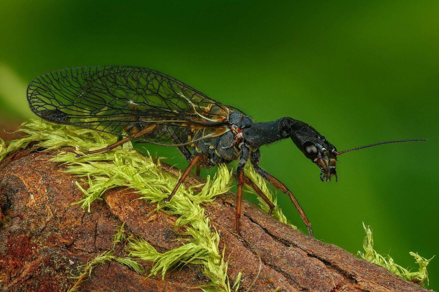 верблюдка макро природа цвет черный зеленый, Андрей Шаповалов