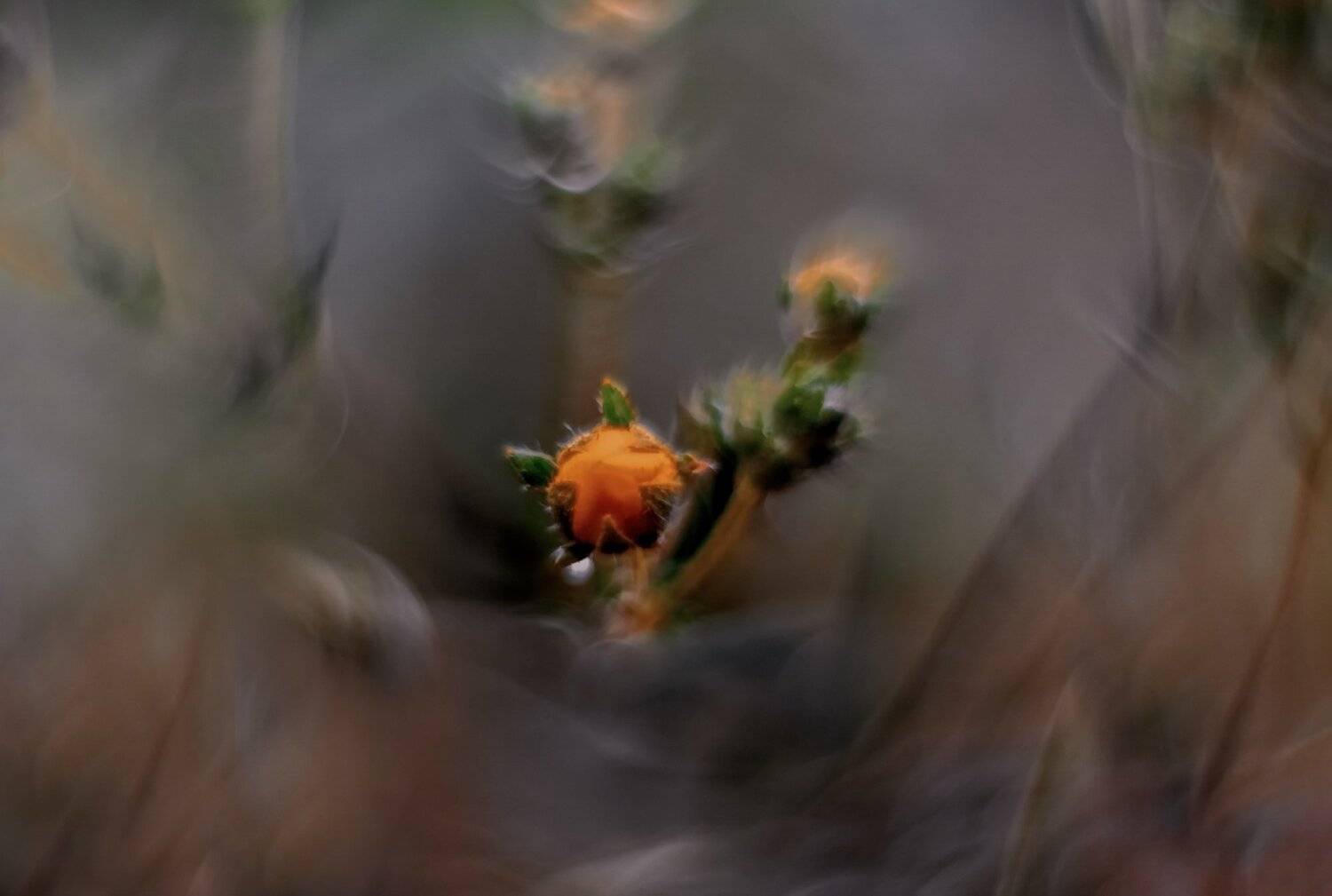 природа,лето,цветы, Sixten ( Сергей )