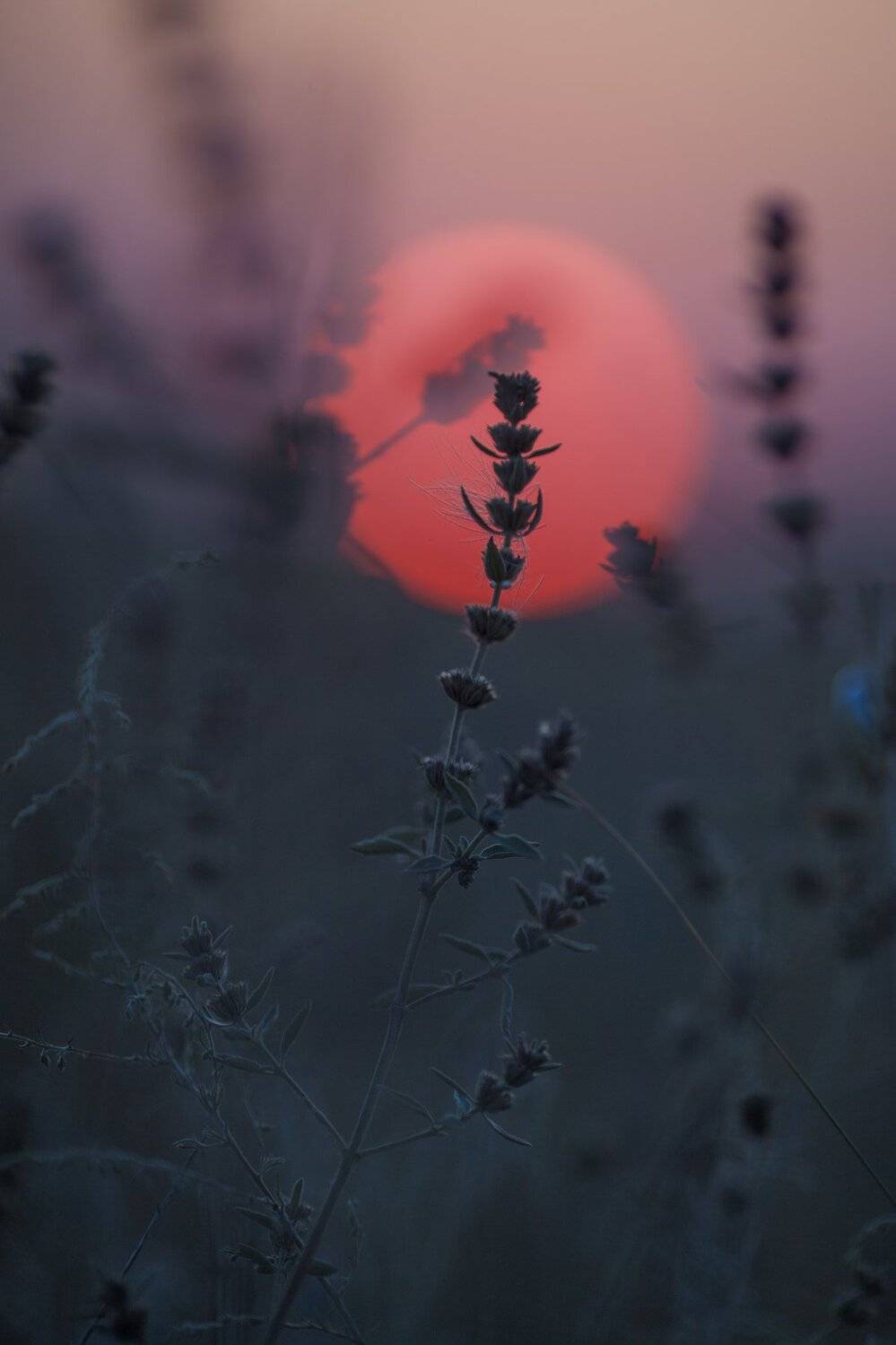 #природакрыма #степнойкрым, Румянцева Мария