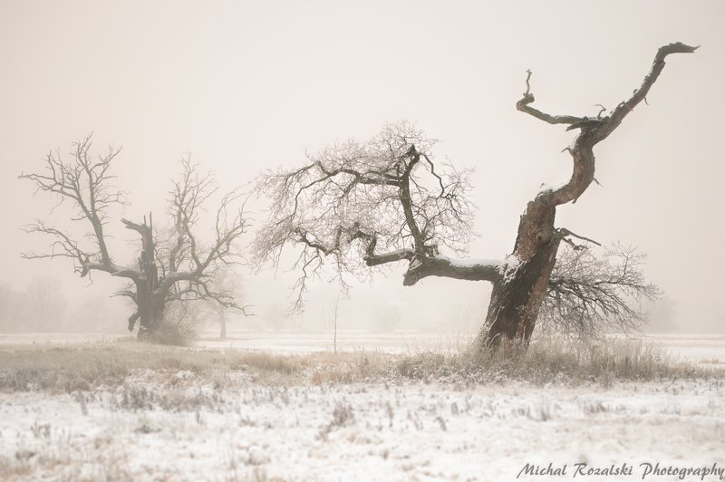 Strange oaks фото превью