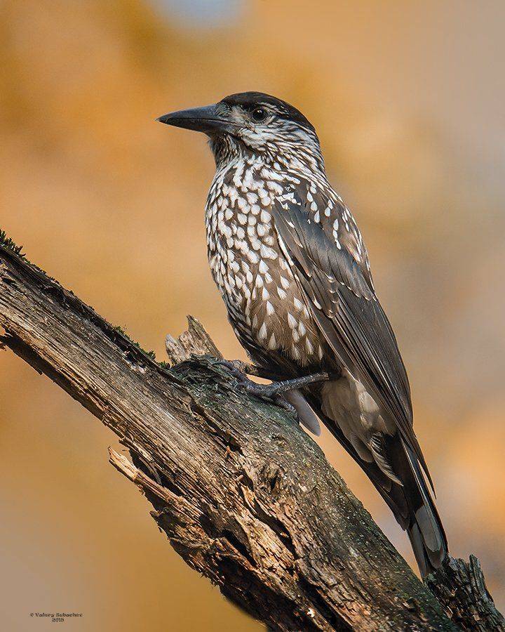 , Валерий Субачев
