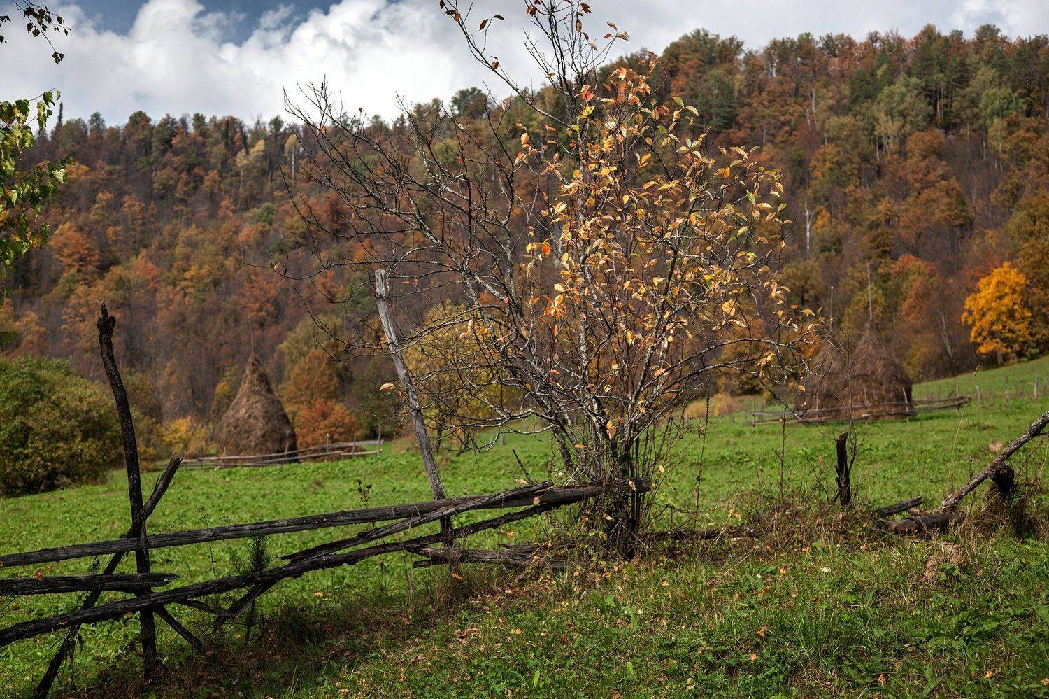 лес,сосны,горы,осень,пейзаж,стога,изгородь, Тамара Андреева
