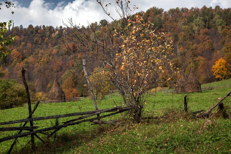 лес,сосны,горы,осень,пейзаж,стога,изгородь Осень в горах фото превью