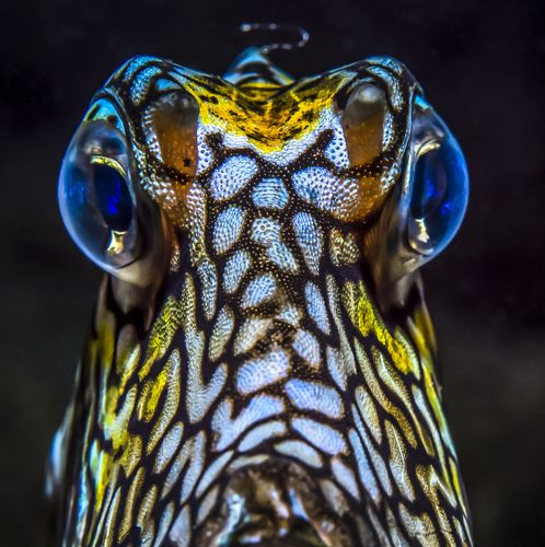 Honeycomb cowfish