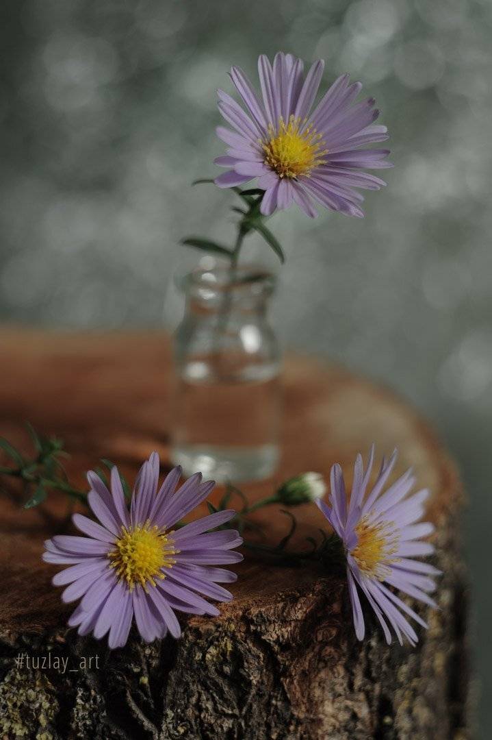 сентябрики, астры, сентябринка, астра итальянская, пень, боке, гелиос 44, Владимир Тузлай