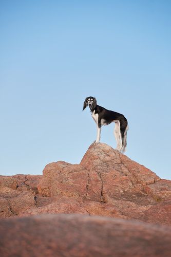 Лея