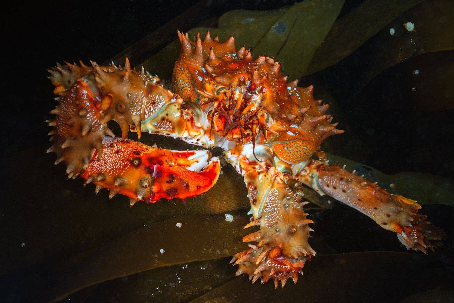 магадан, Сергей Шанин