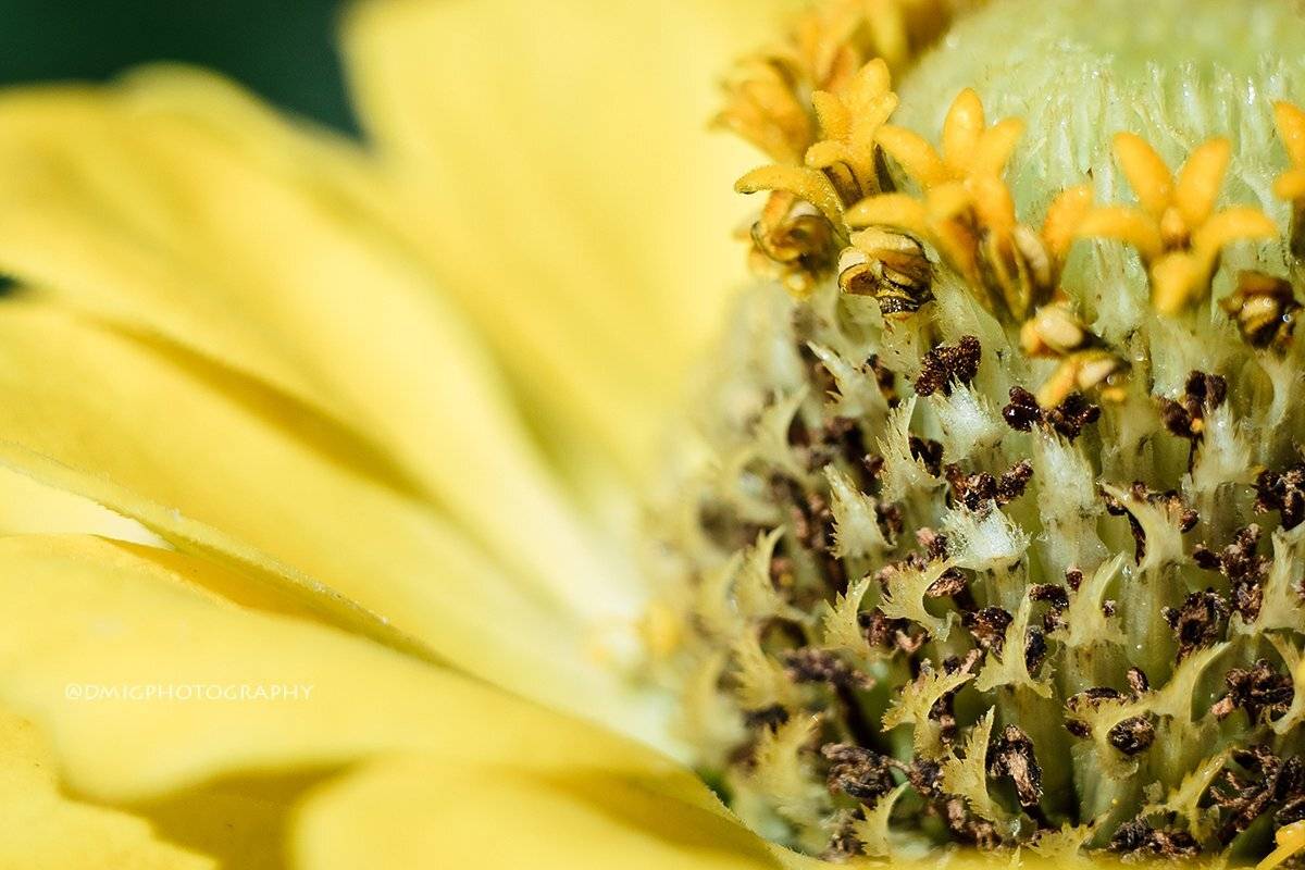 макро, цветы, природа, макромир, макросъёмка, гелиос44_2, осень, солнце, растение, , Дмитрий Гусалов