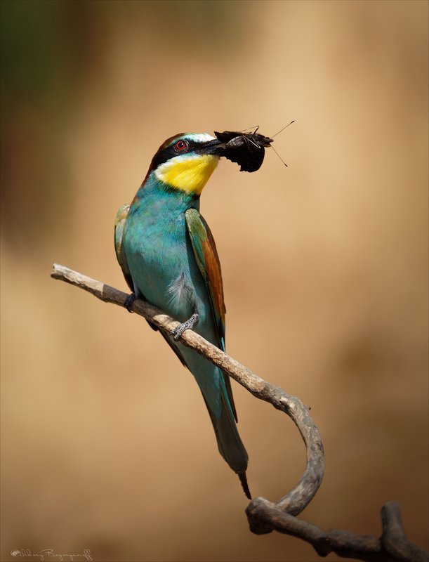 В гости к Щурке. фото превью