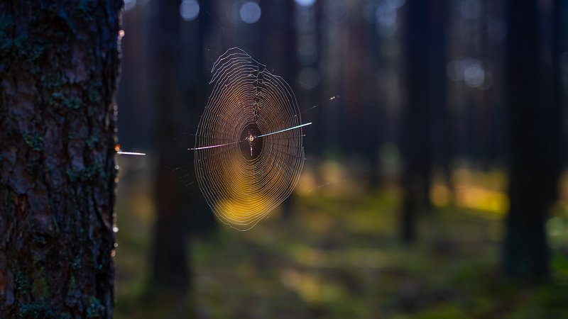 Leśne фото превью