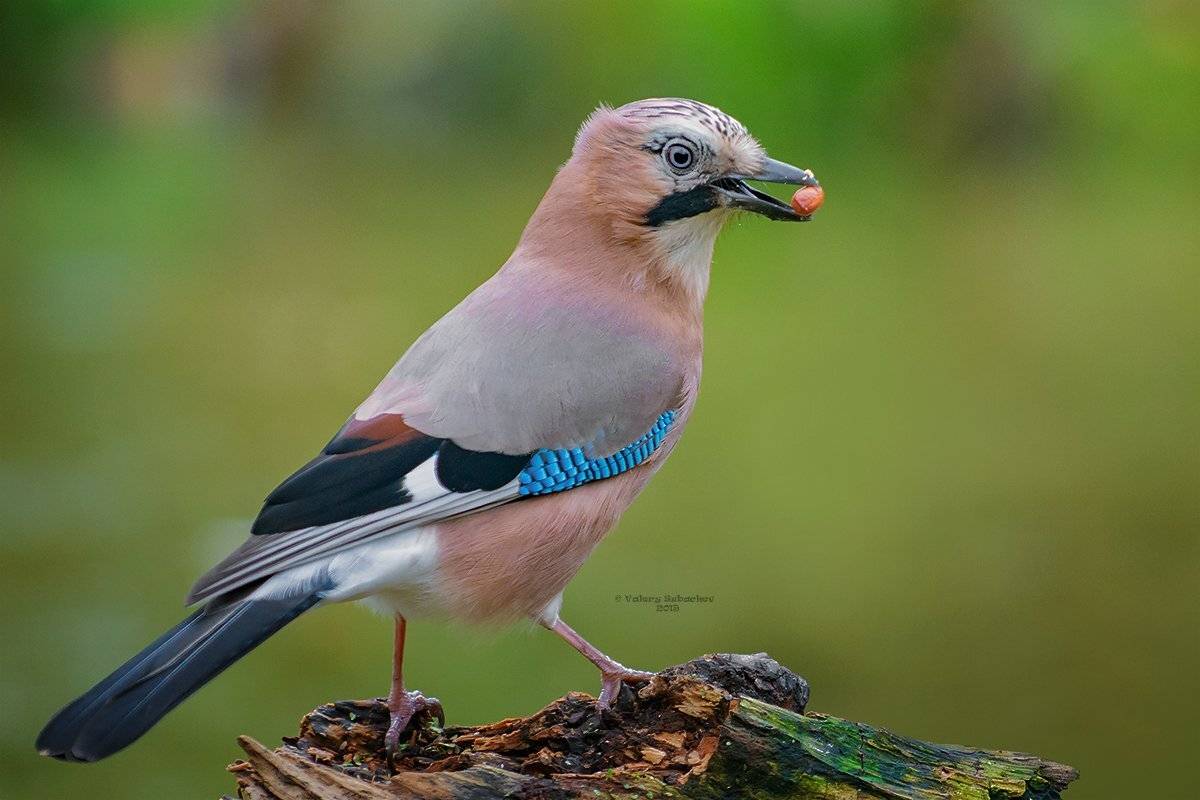 , Валерий Субачев