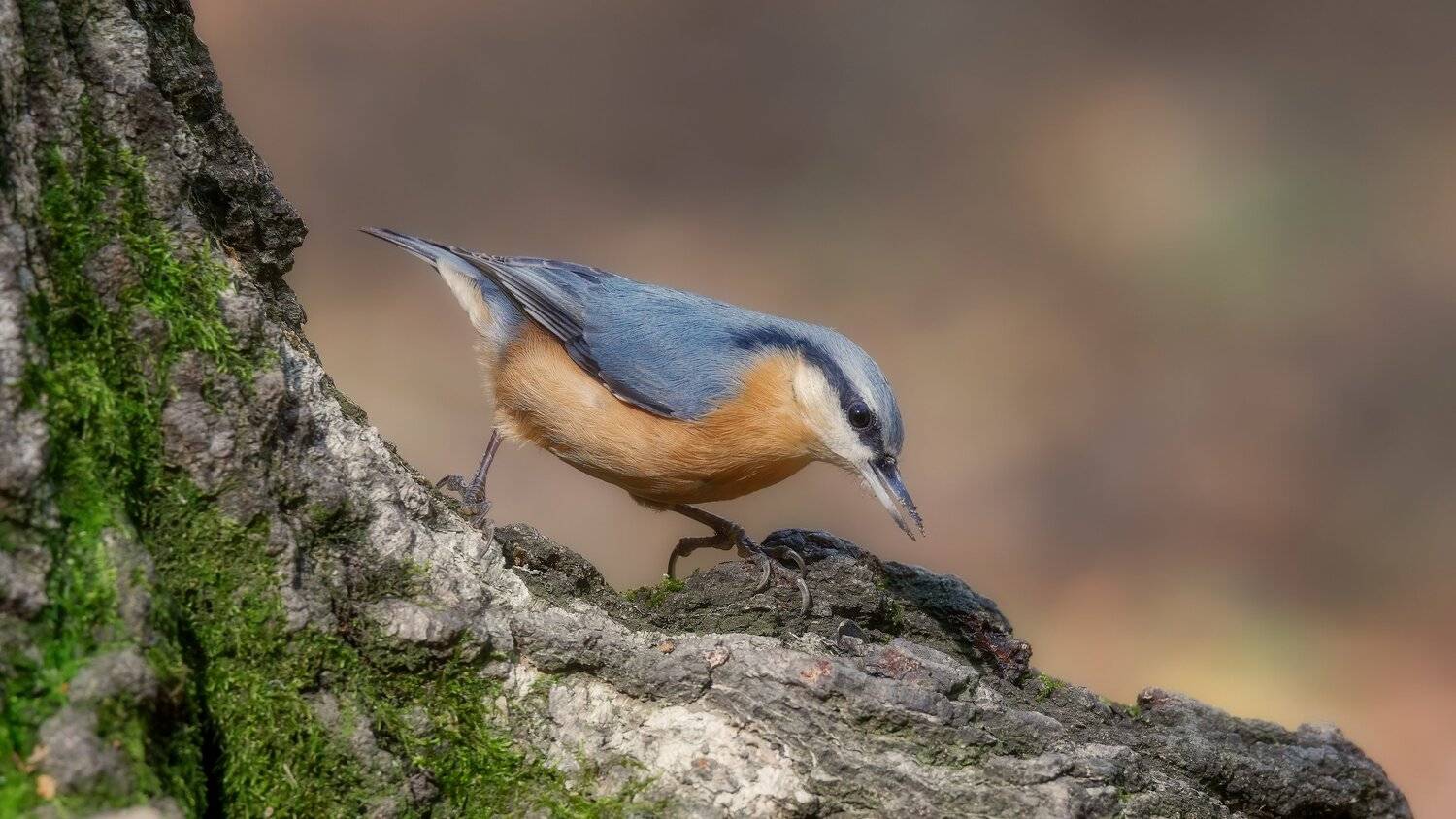 , Alexander Plekhanov