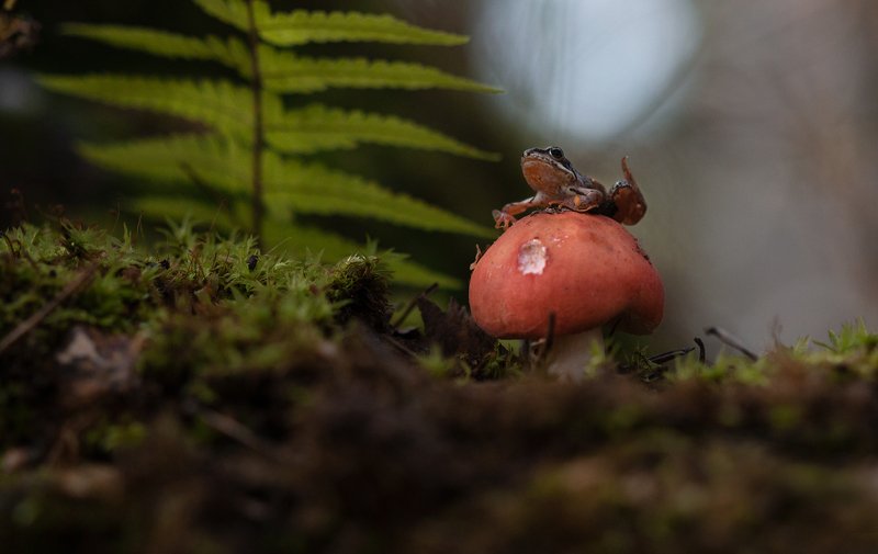 Лягушонок фото превью