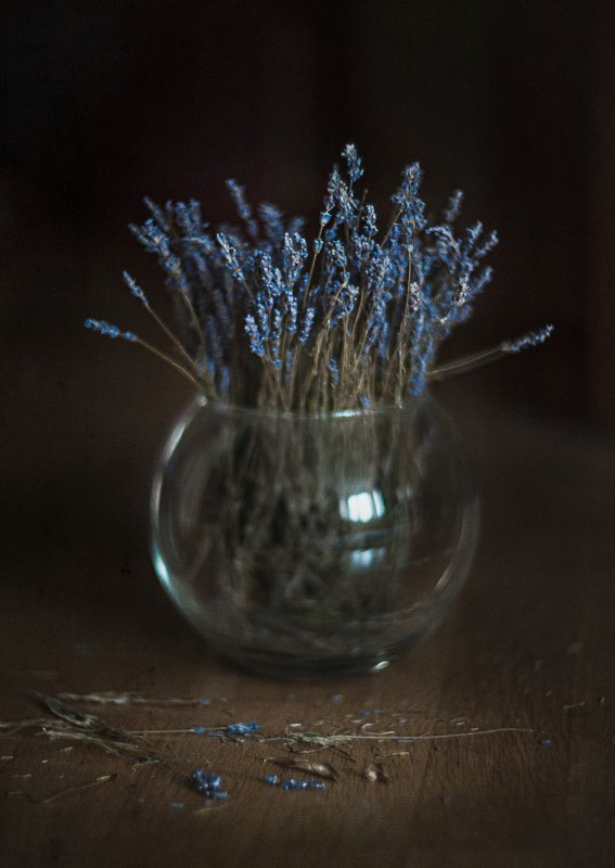 Лаванда фото превью