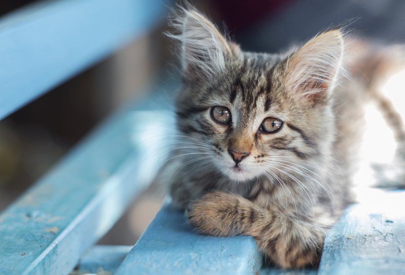 Машка фото превью