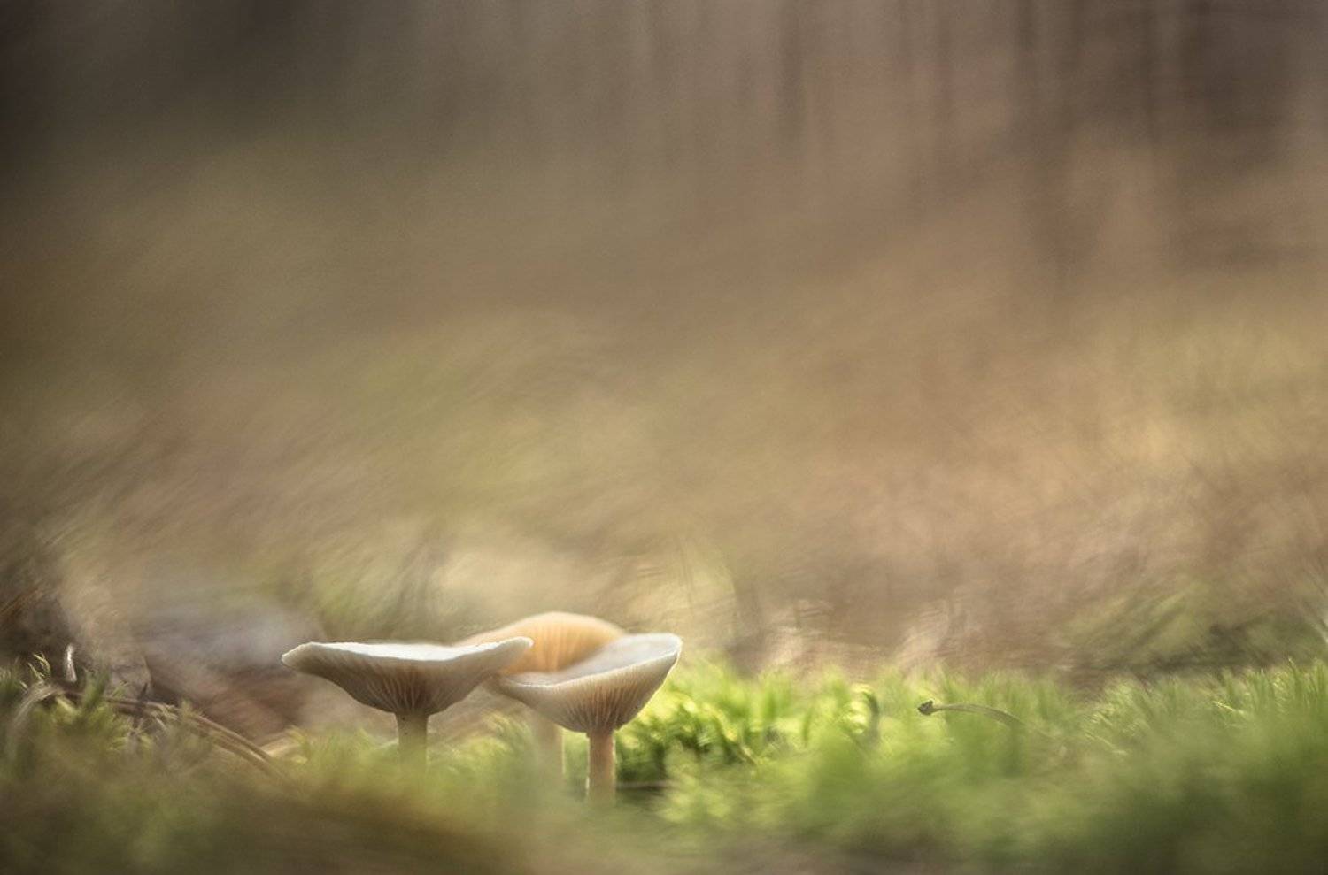 грибы, осень, свет. цвет, макро, поганки, мох, октябрь, воронеж, Геннадий Мещеряков