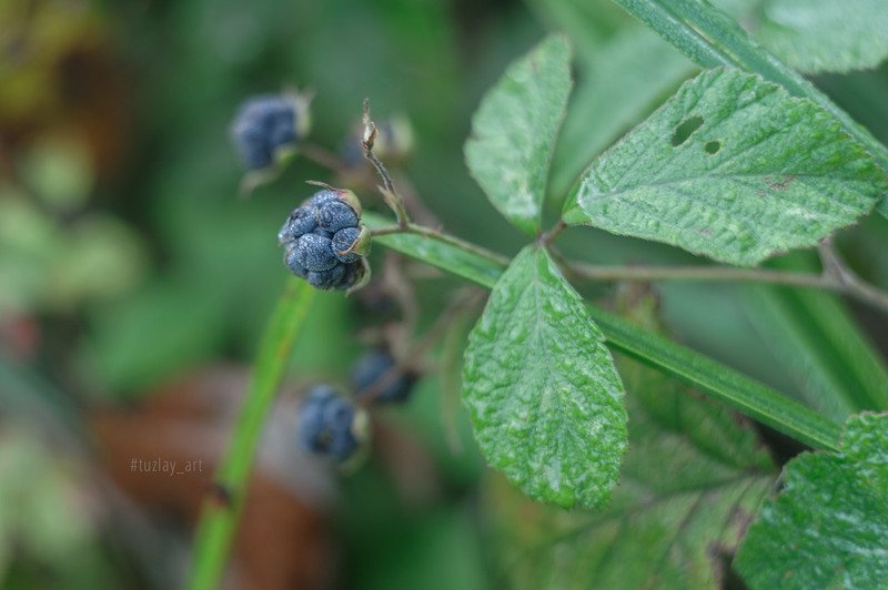 ежевика, кубанская природа, флора, гелиос 44 Про Кубанскую ежевику фото превью