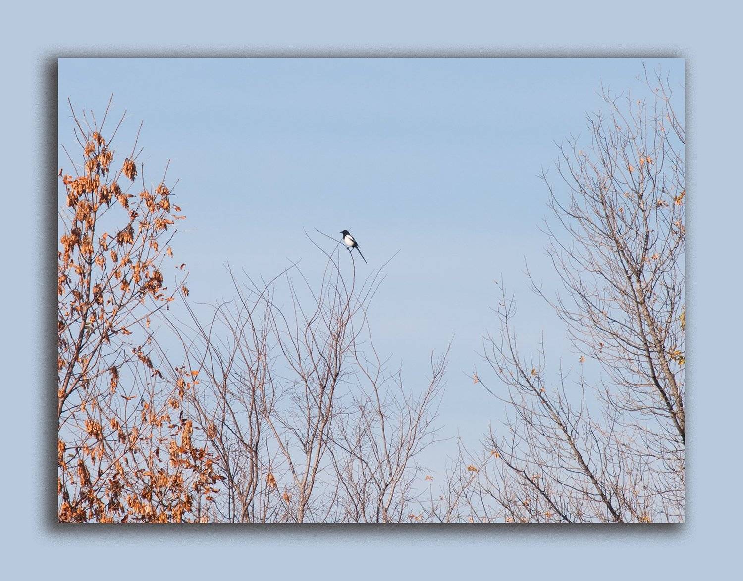 осень, небо, голубое небо, сорока,, Рудая Галина