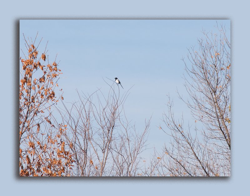 осень, небо, голубое небо, сорока, Под голубыми небесами осени фото превью