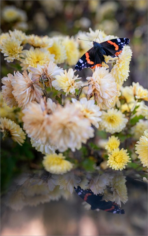 Трепещут нежные крылышки фото превью