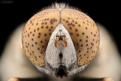 Eristalinus aeneus