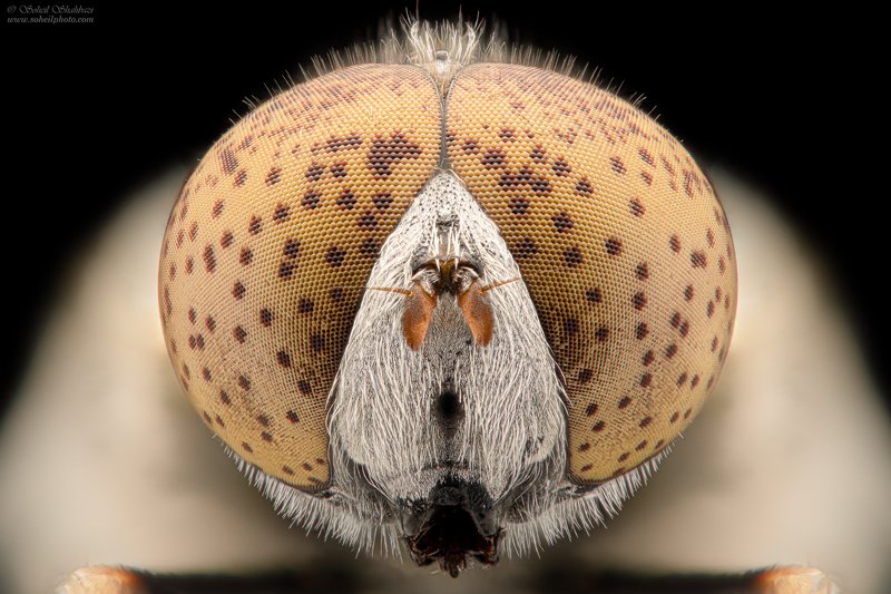 macro,macro photography, soheil shahbazi,insect Eristalinus aeneus фото превью