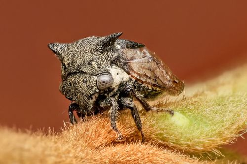 Treehopper