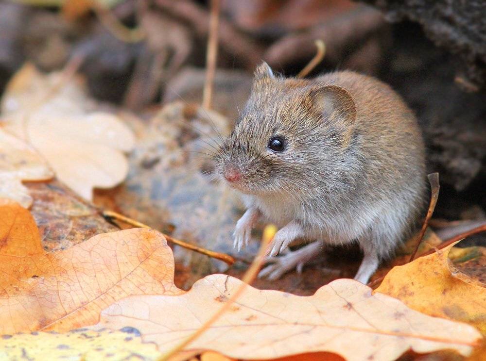 , Михаил Крюков