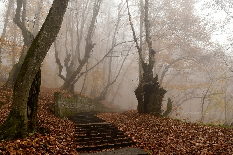 Причуды осени туманной.. фото превью