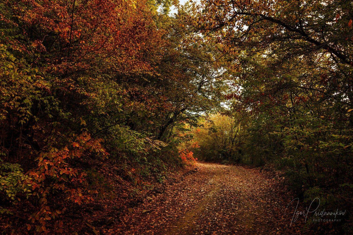 , Игорь Приданников