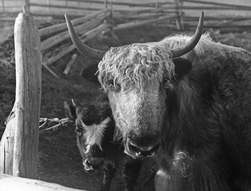 Яки фото превью