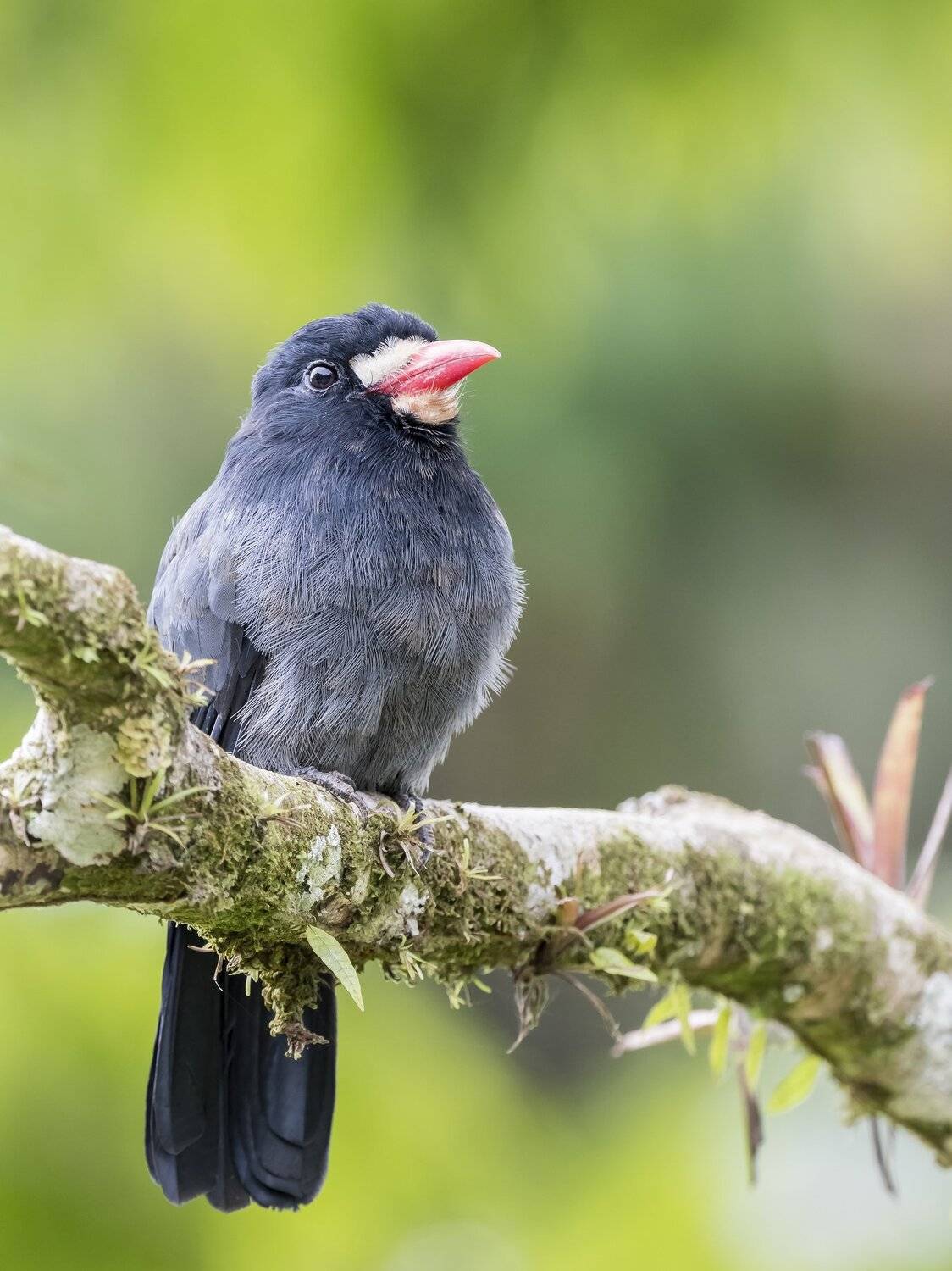 , Fernando Burgalin Sequeira