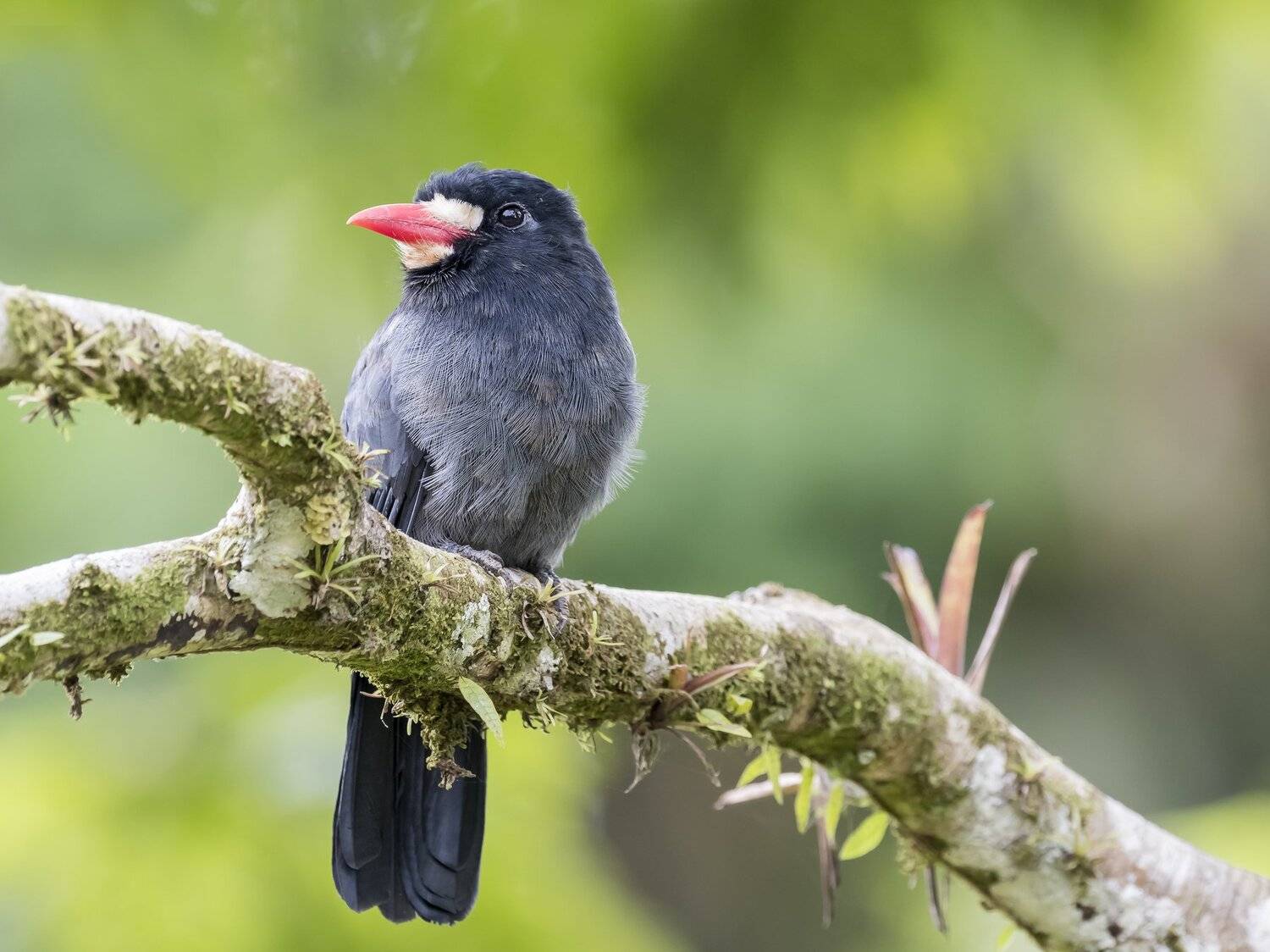 , Fernando Burgalin Sequeira