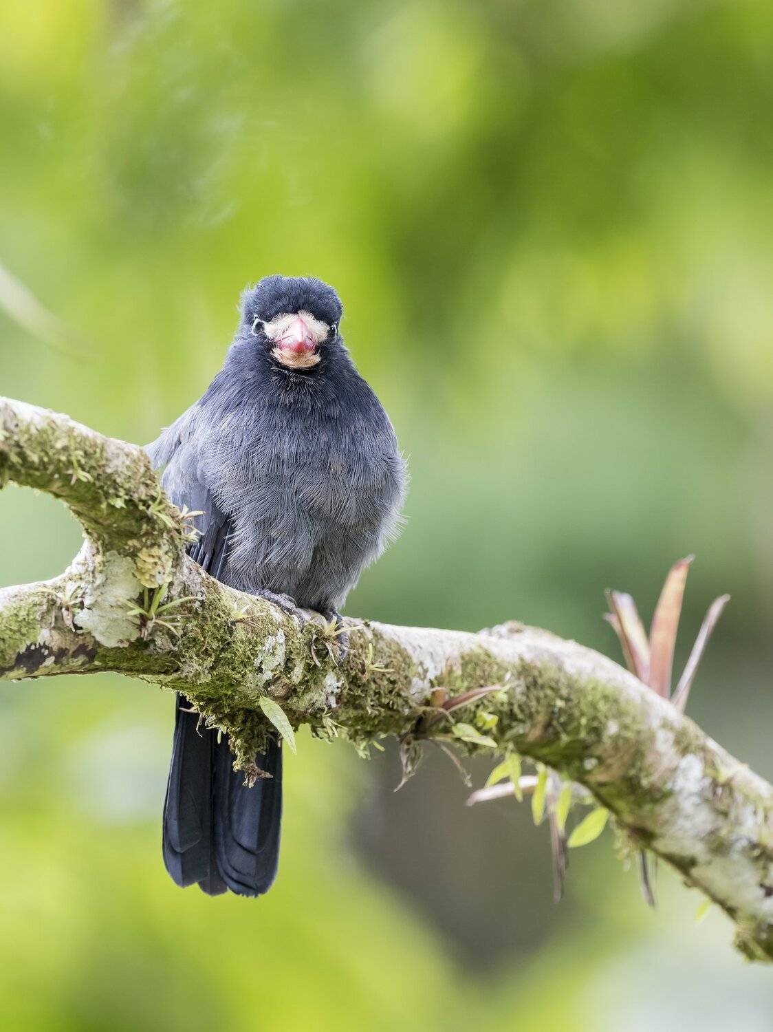 , Fernando Burgalin Sequeira