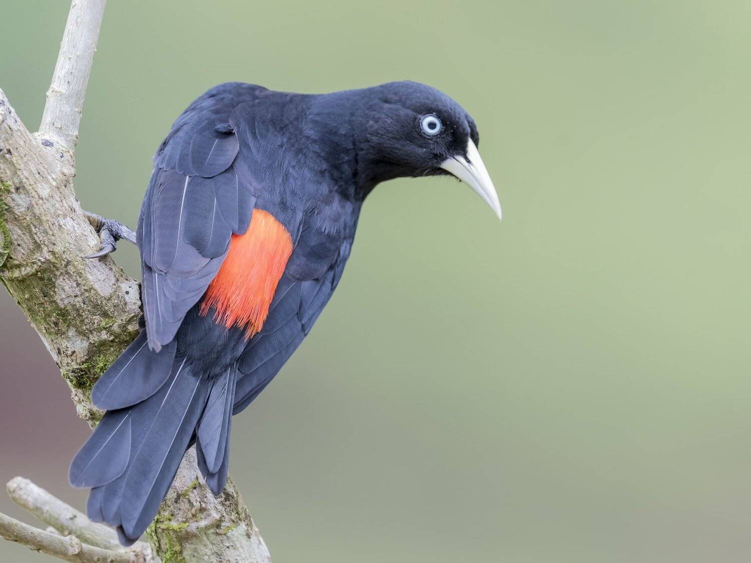 , Fernando Burgalin Sequeira