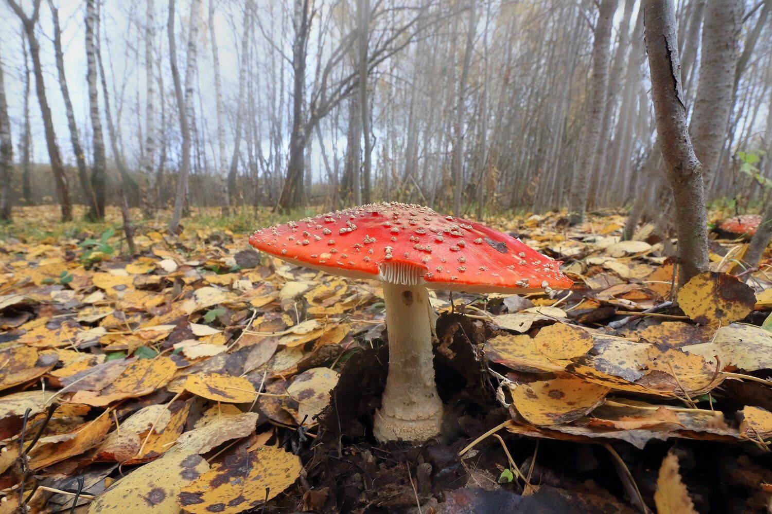 , Галина Горькавая
