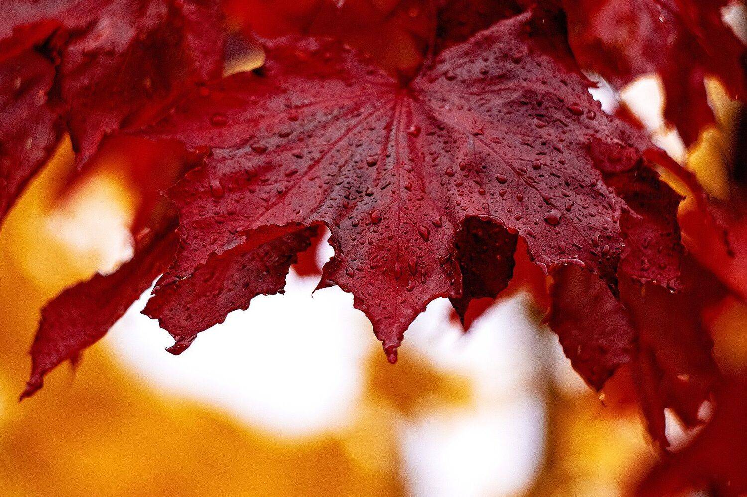 осень, дождь, настроение, красный, парк, природа, лист, клен, Александр Игнатьев