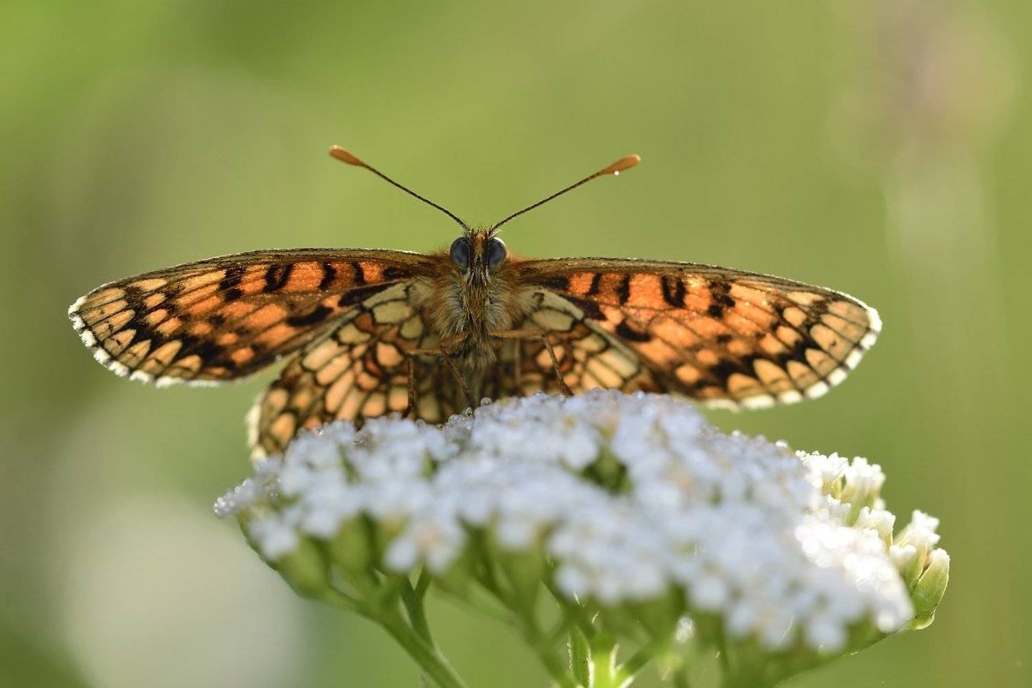 бабочка  butterfly, Jaroslav Mego