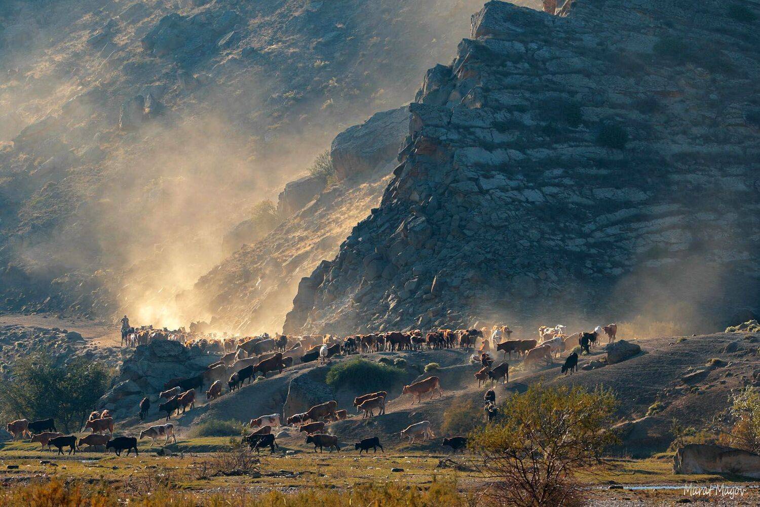 горы,коровы.животные,домашние животные,скот,пейзаж., Marat Magov