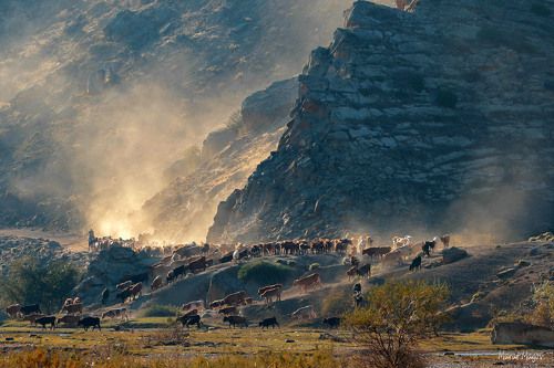 Перегон скота..