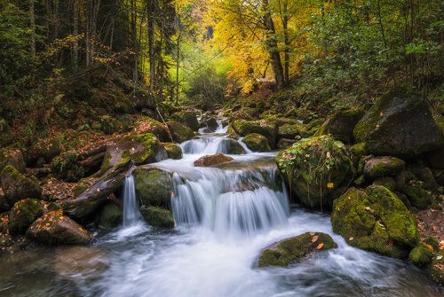 Рожкао осенний