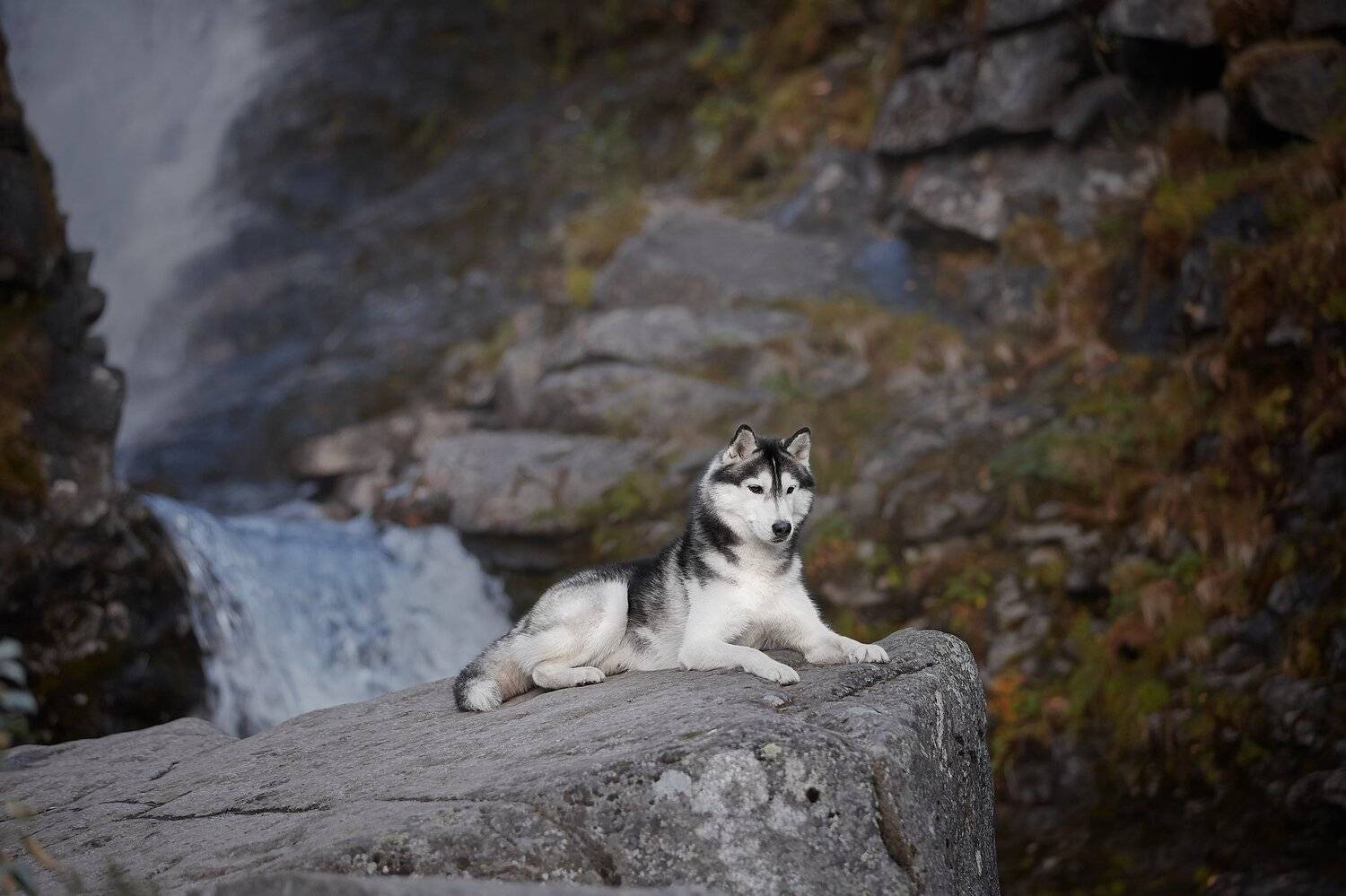 кольский, собаки, хибины, куэльпорр, умба, Лана Полякова