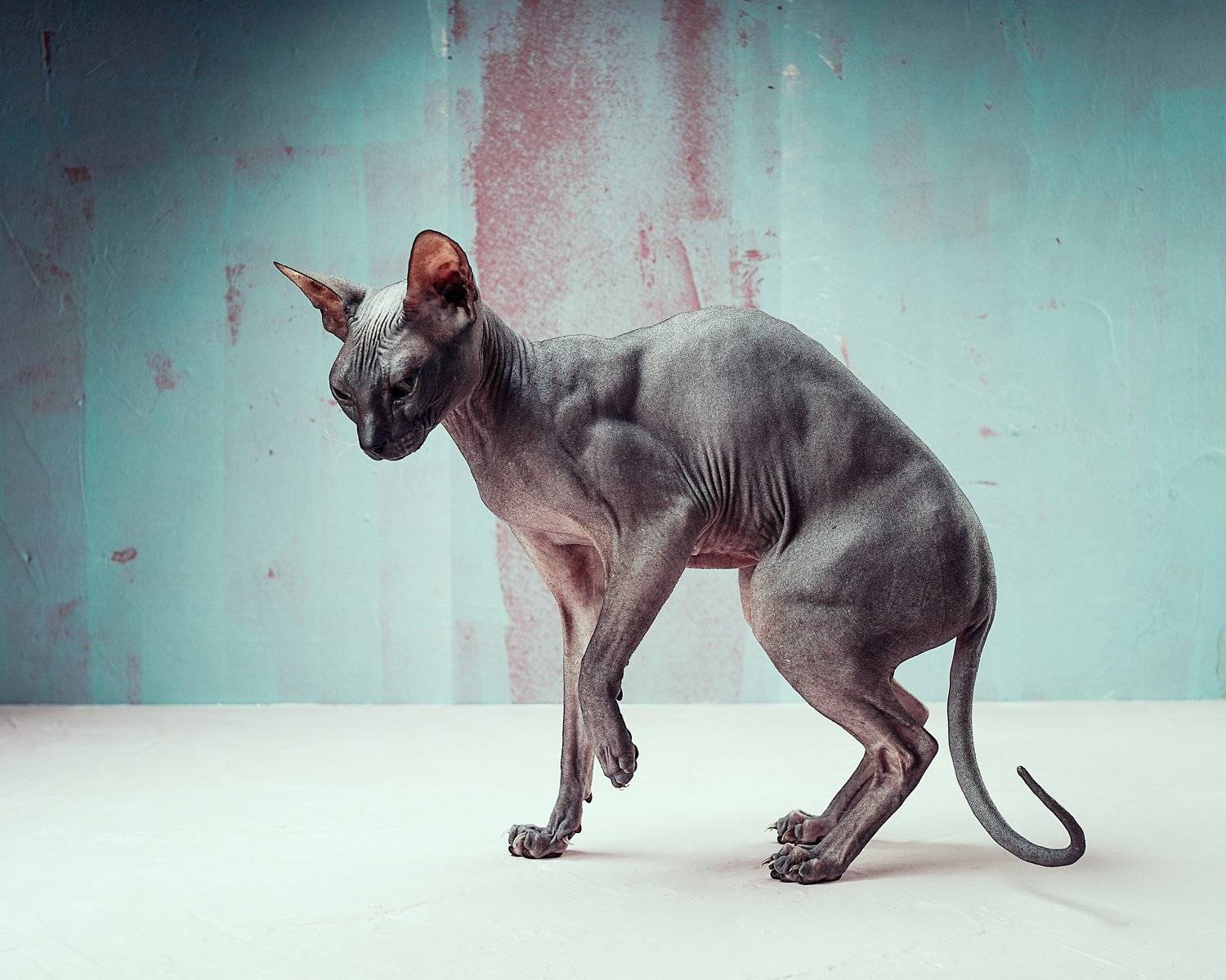 донской сфинкс кошки фэшн нонконформизм, Игорь Крюков