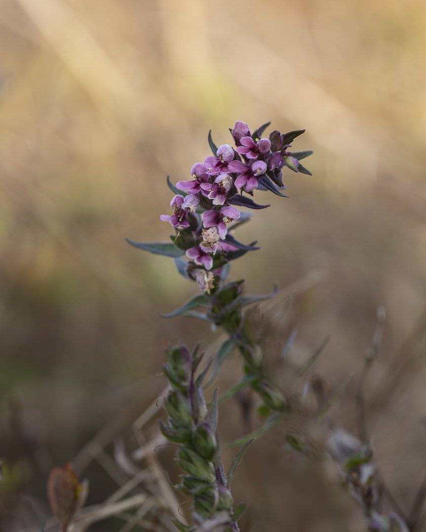 , Евгений Слободской