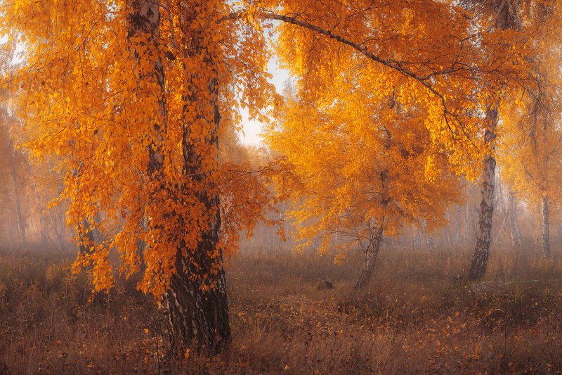 Аурум фото превью