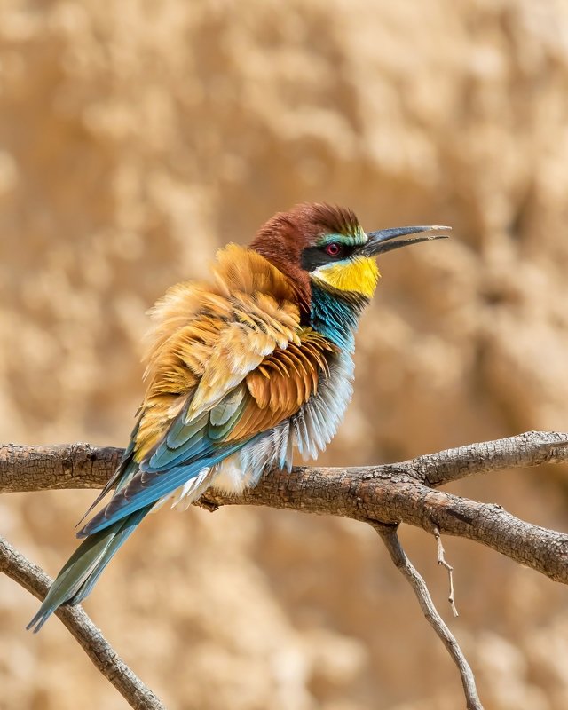 Золотистая щурка  фото превью