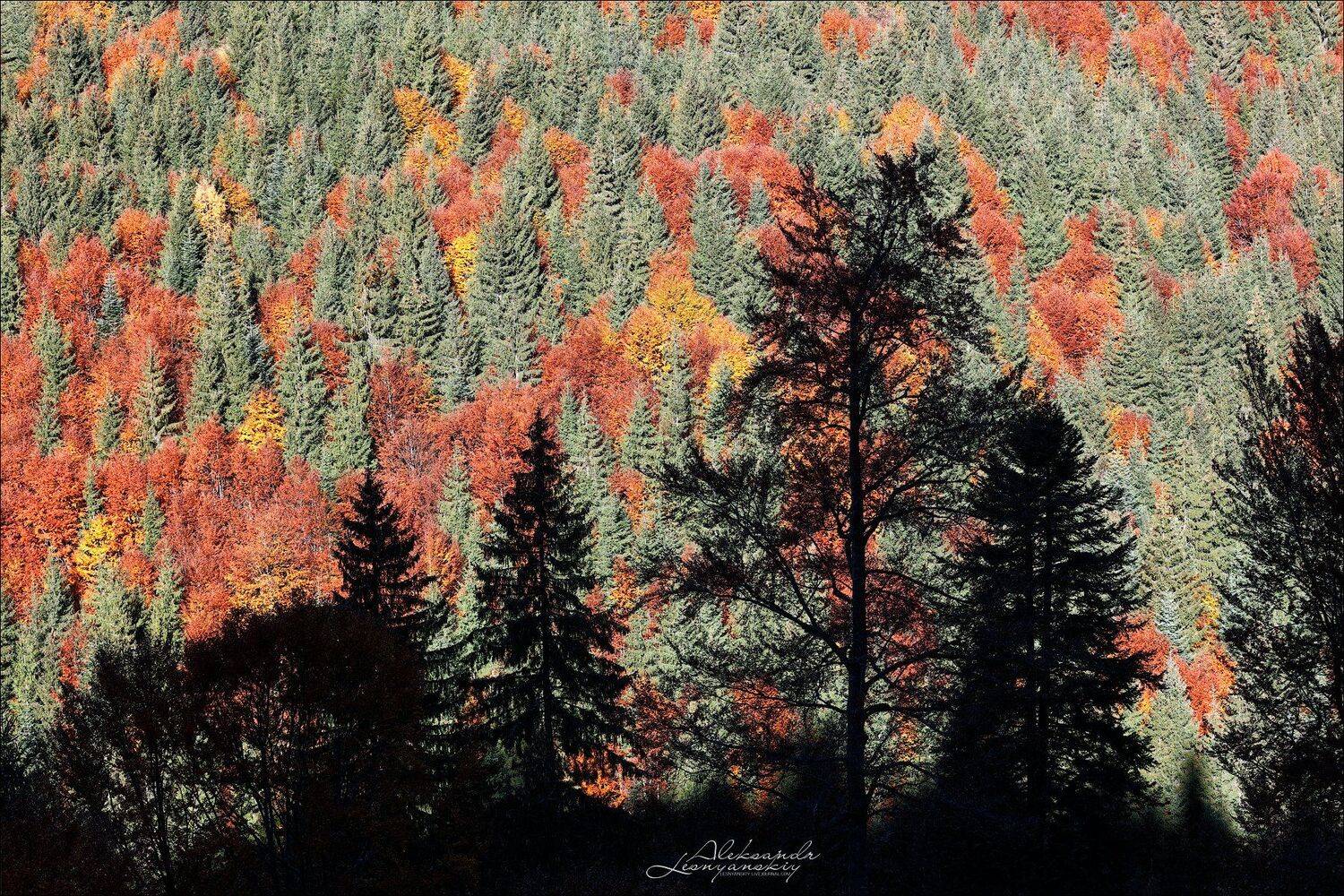 румыния, Александр Леснянский