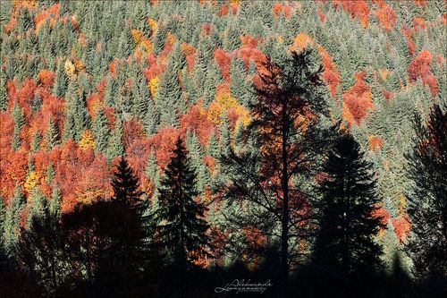 Осенний ковер (на стену :-))